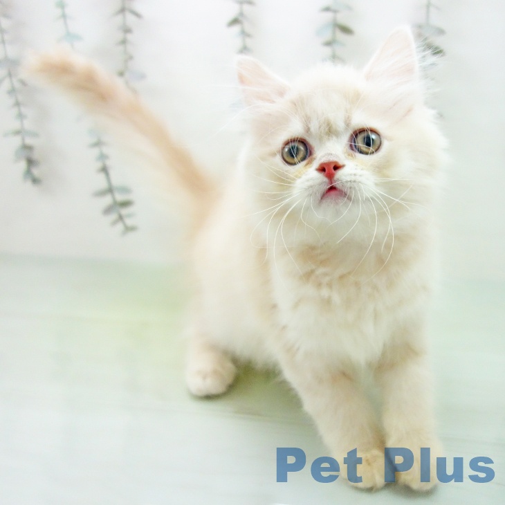 富山県のラガマフィン (ペットプラス 高岡店/2025年9月25日生まれ/男の子/クリームタビー)の子猫の1枚目の画像