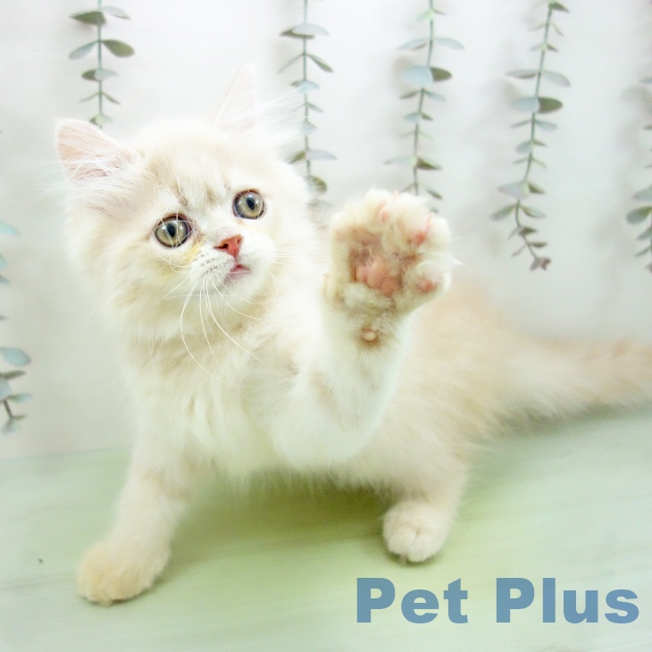 富山県のラガマフィン (ペットプラス 高岡店/2025年9月25日生まれ/男の子/クリームタビー)の子猫の2枚目の画像