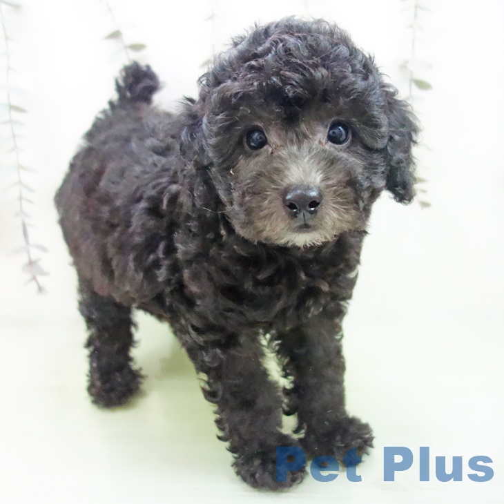 トイ・プードル