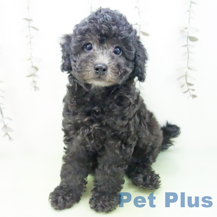 トイ・プードルの写真2