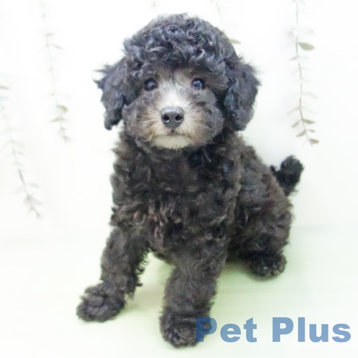 トイ・プードルの写真2