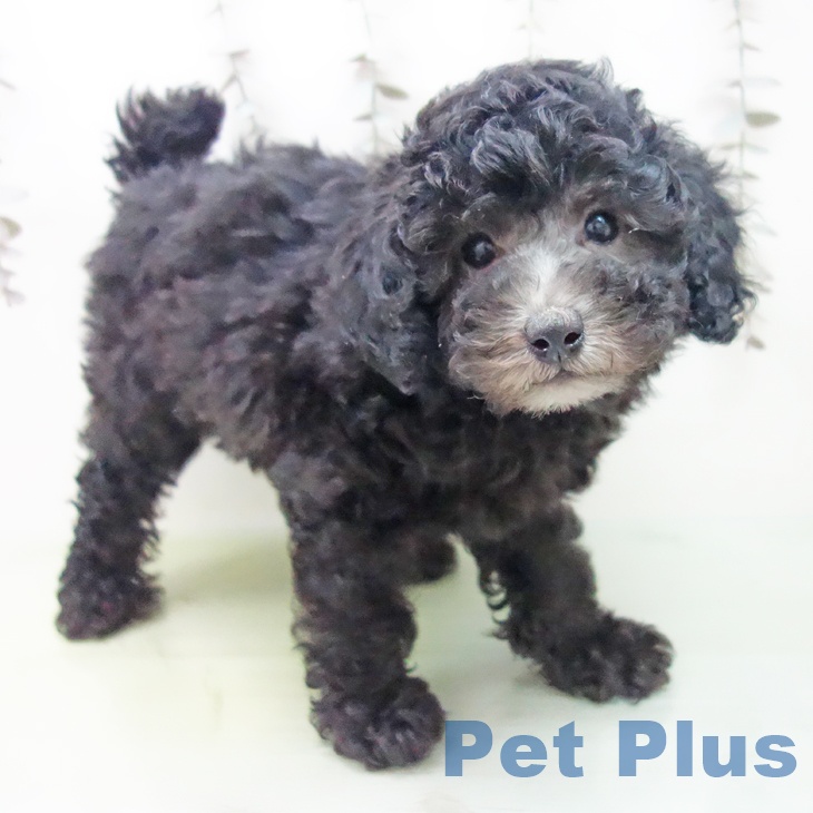 トイ・プードル