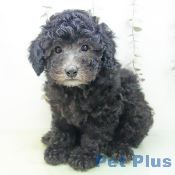 トイ・プードル