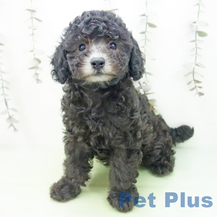 愛知県のトイプードル(トイ) (ペットプラス イオンモール豊川店/2025年9月29日生まれ/女の子/シルバー)の子犬の1枚目の画像