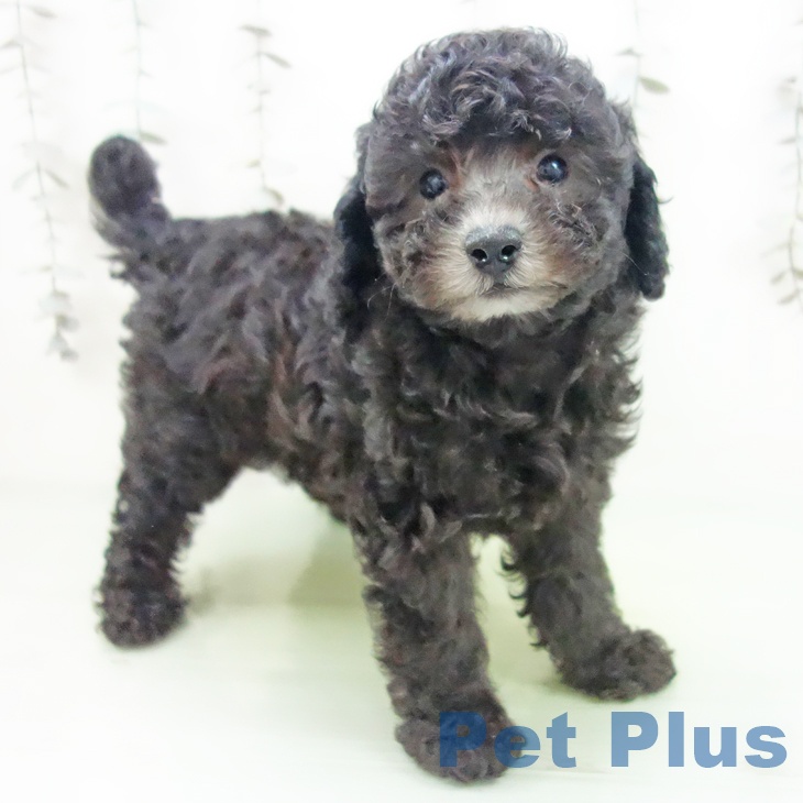 愛知県のトイプードル(トイ) (ペットプラス イオンモール豊川店/2025年9月29日生まれ/女の子/シルバー)の子犬の2枚目の画像