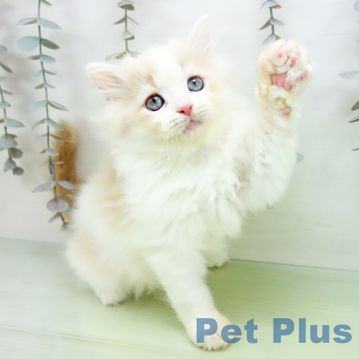 ラガマフィンの写真2