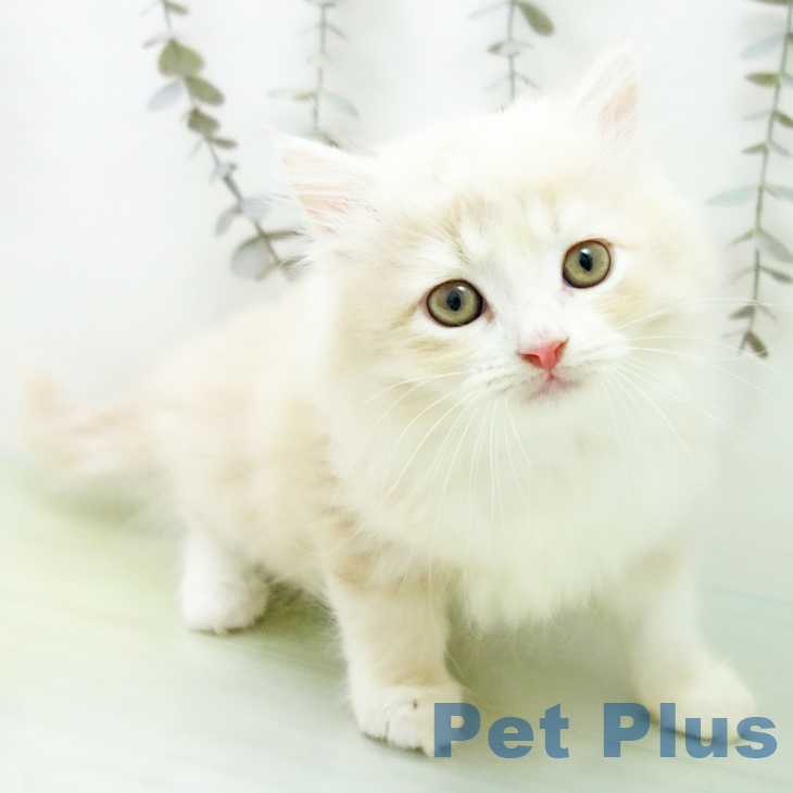 ラガマフィンの写真2