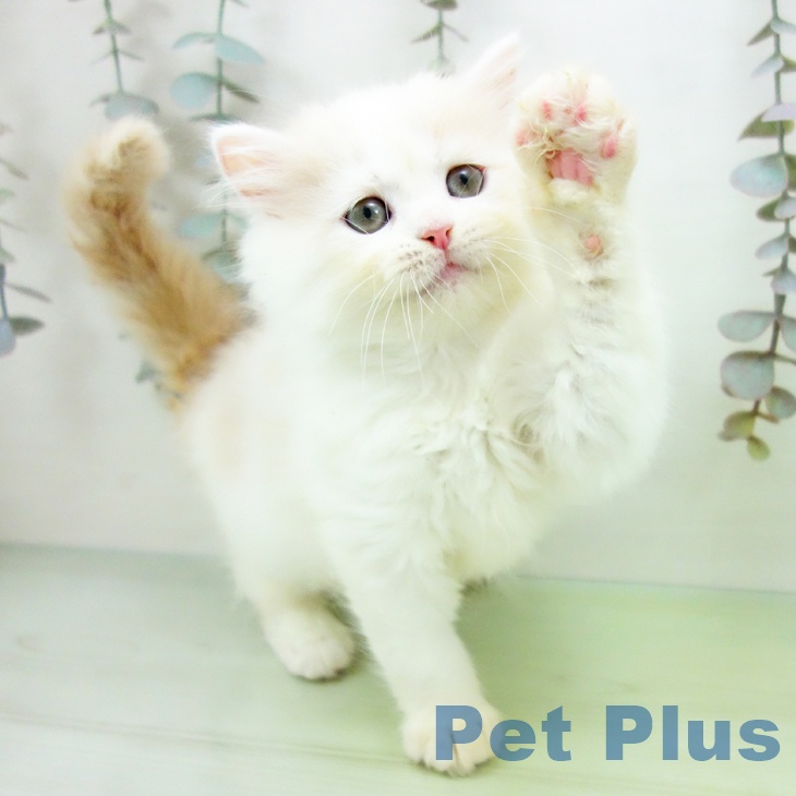 ラガマフィンの写真2