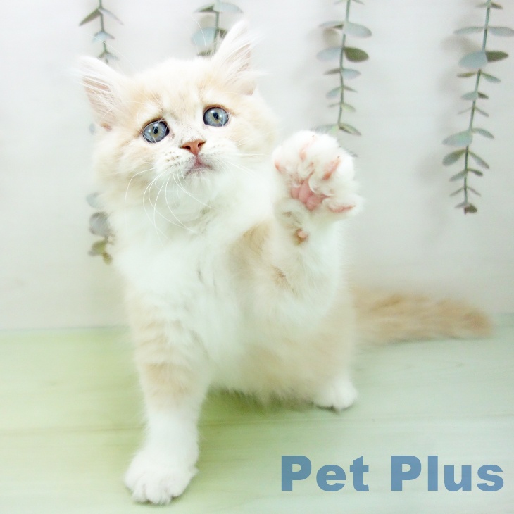 ラガマフィンの写真2