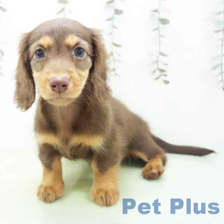 愛知県のミニチュアダックスフンド(ロング) (ペットプラス mozoワンダーシティ店/2025年9月30日生まれ/女の子/チョコレートタン)の子犬の1枚目の画像