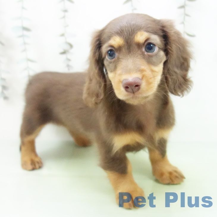 愛知県のミニチュアダックスフンド(ロング) (ペットプラス mozoワンダーシティ店/2025年9月30日生まれ/女の子/チョコレートタン)の子犬の2枚目の画像