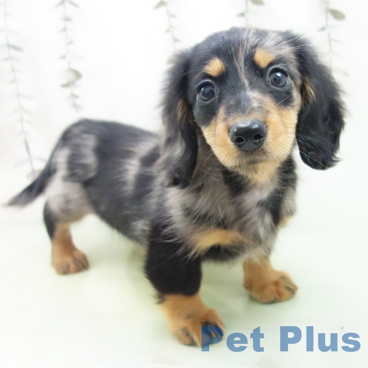 ミニチュア・ダックスフンド