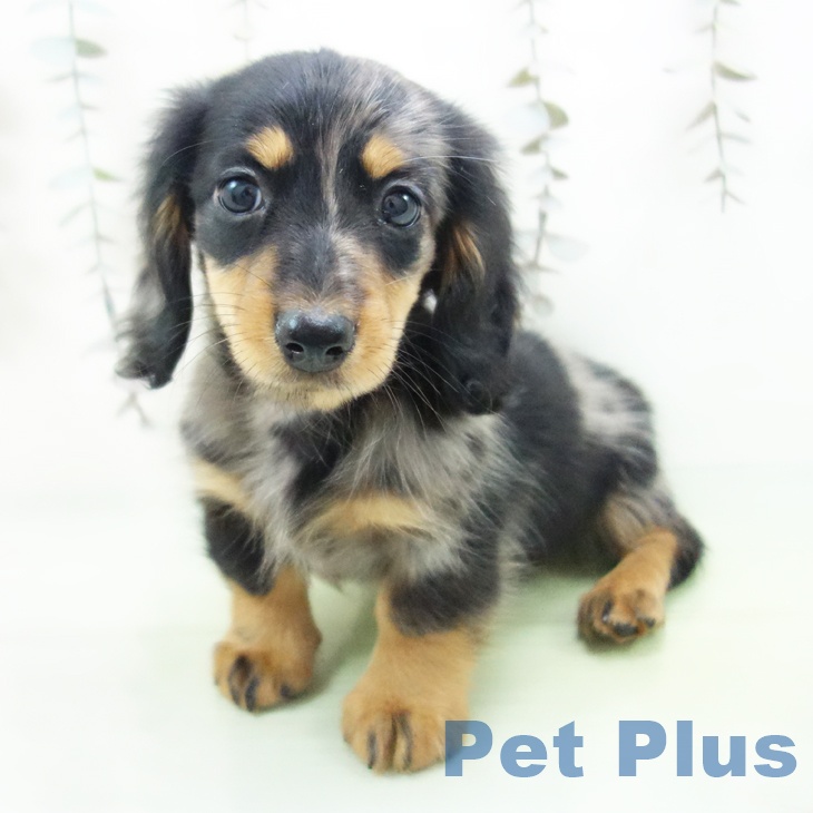 ミニチュア・ダックスフンド