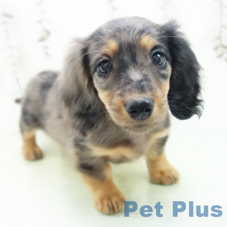 ミニチュア・ダックスフンド