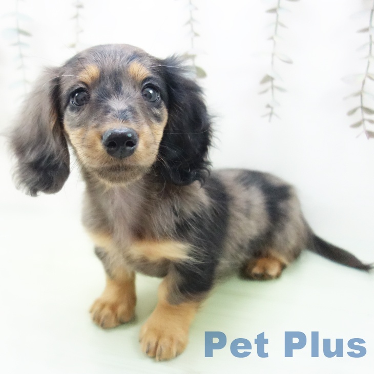 ミニチュア・ダックスフンドの写真2