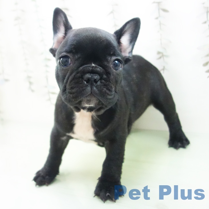 フレンチ・ブルドッグ