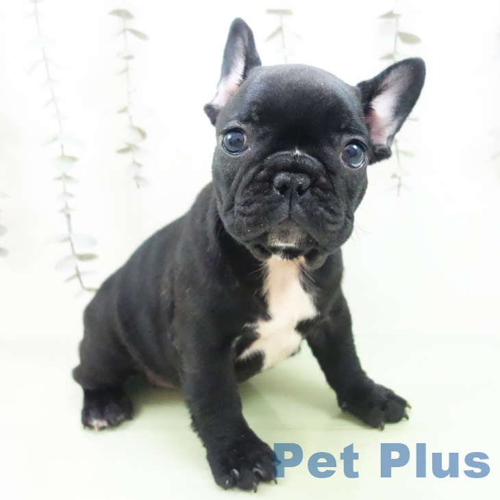 フレンチ・ブルドッグの写真2