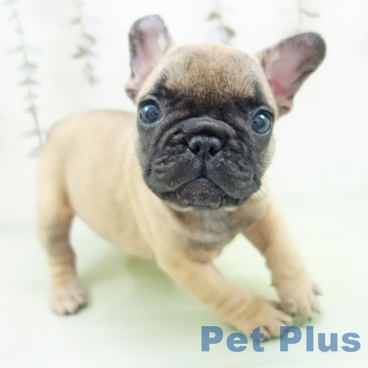 フレンチ・ブルドッグ