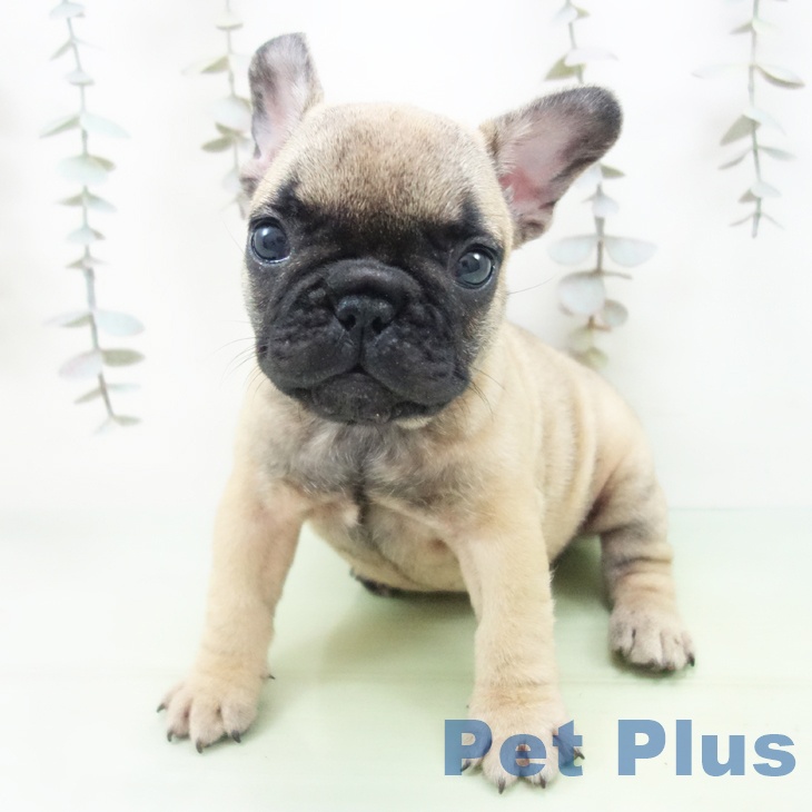 フレンチ・ブルドッグ