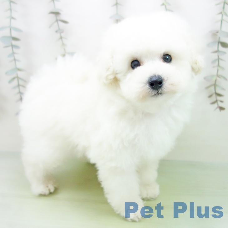 愛知県のトイプードル(トイ) (ペットプラス 豊橋牧野店/2025年10月1日生まれ/男の子/ホワイト)の子犬の1枚目の画像