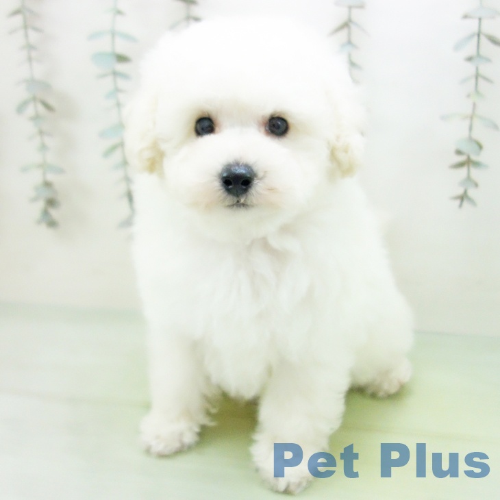 愛知県のトイプードル(トイ) (ペットプラス 豊橋牧野店/2025年10月1日生まれ/男の子/ホワイト)の子犬の2枚目の画像