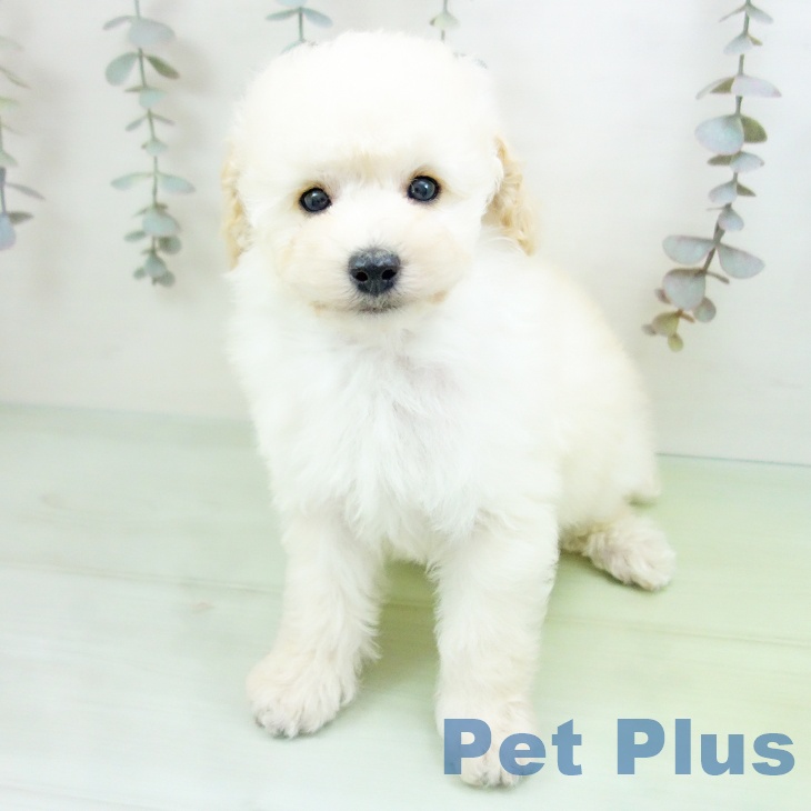 トイ・プードルの写真2