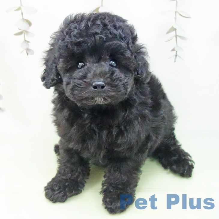 トイ・プードル