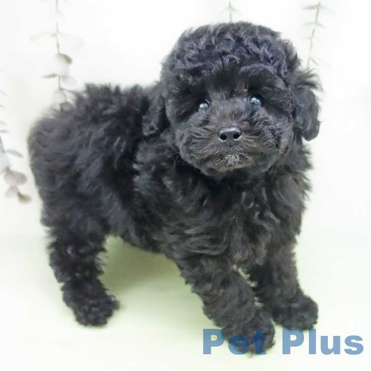 トイ・プードル