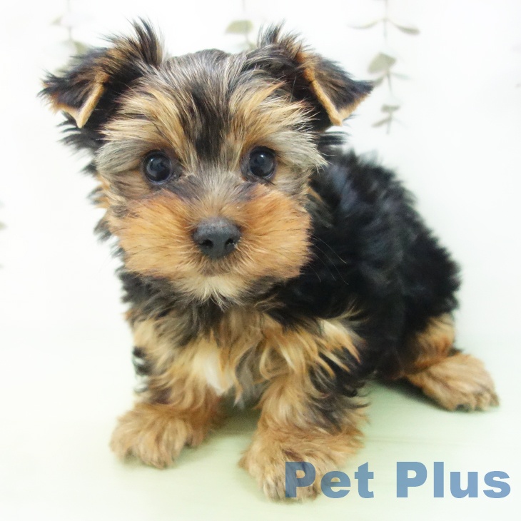 ヨークシャー・テリアの写真2