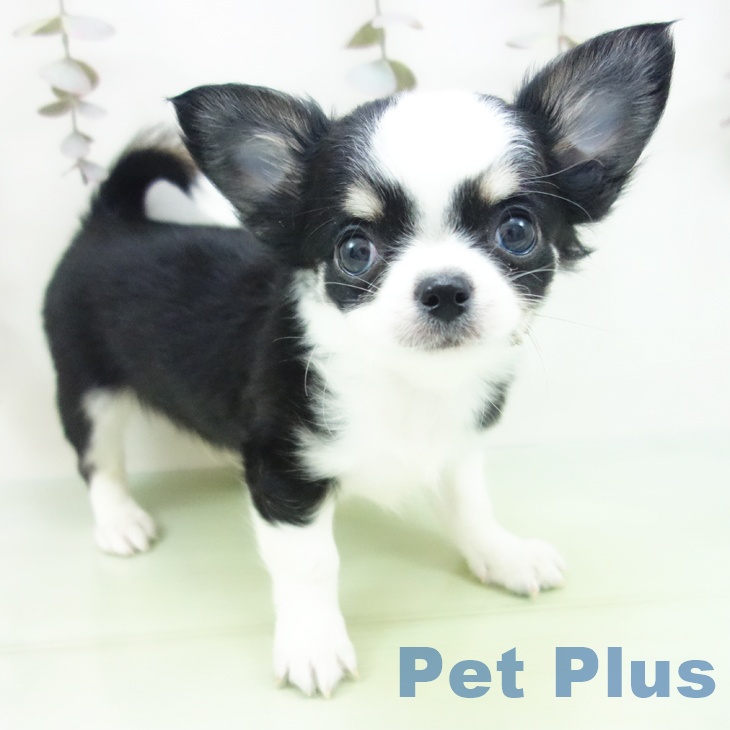 愛知県のチワワ(ロング) (ペットプラス ナゴヤドーム前店/2025年10月3日生まれ/男の子/ブラックタンホワイト)の子犬の1枚目の画像