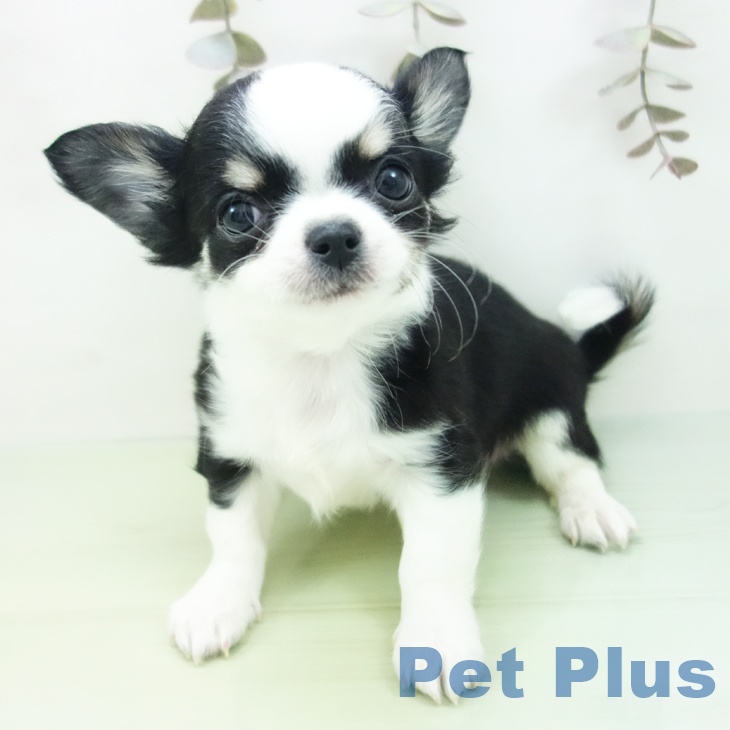 愛知県のチワワ(ロング) (ペットプラス ナゴヤドーム前店/2025年10月3日生まれ/男の子/ブラックタンホワイト)の子犬の2枚目の画像