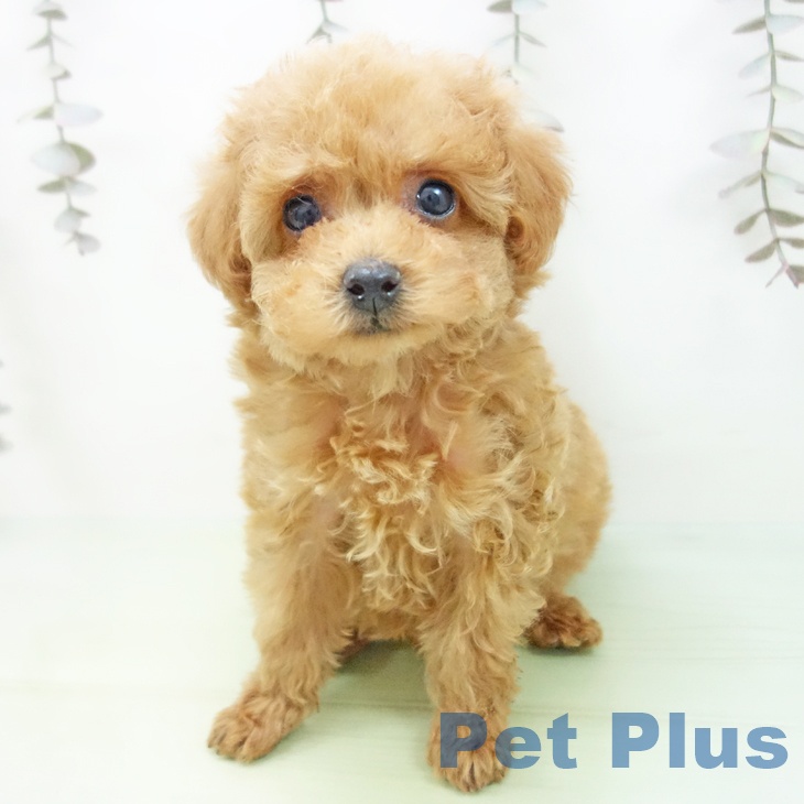 トイ・プードル