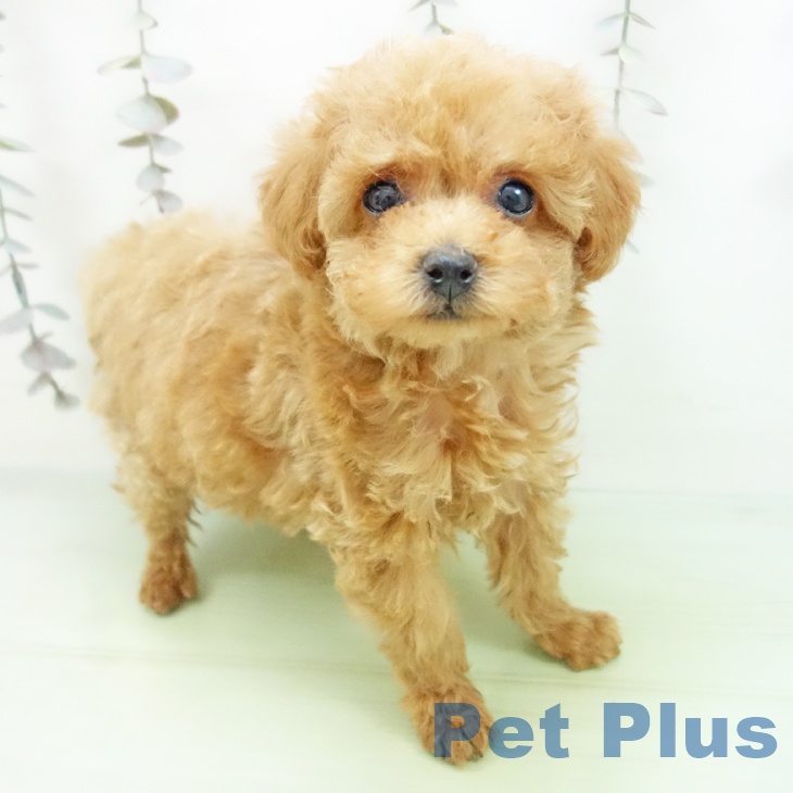 トイ・プードル