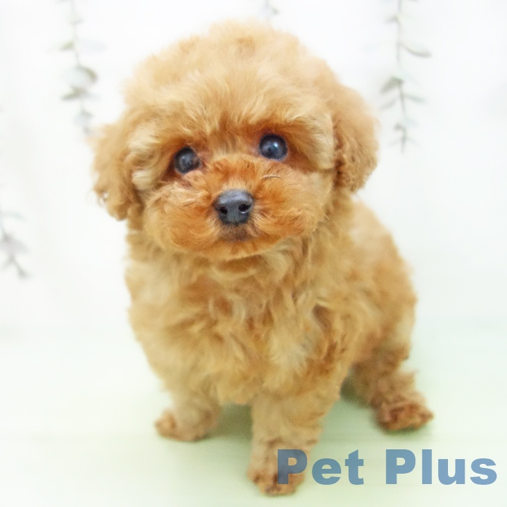 富山県のトイプードル(トイ) (ペットプラス 高岡店/2025年10月3日生まれ/女の子/アプリコット)の子犬