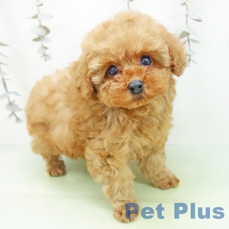 富山県のトイプードル(トイ) (ペットプラス 高岡店/2025年10月3日生まれ/女の子/アプリコット)の子犬の2枚目の画像