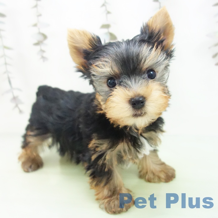 福島県のヨークシャーテリア (ペットプラス 福島店/2025年10月2日生まれ/男の子/スチールブルータン)の子犬