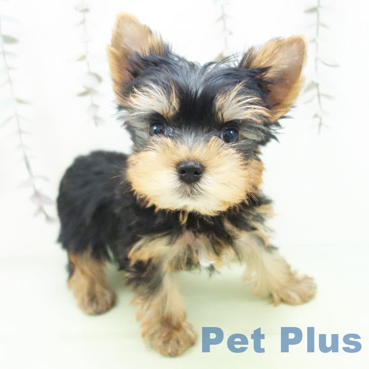 埼玉県のヨークシャーテリア (ペットプラス コクーンシティ店/2025年10月2日生まれ/男の子/スチールブルータン)の子犬の1枚目の画像