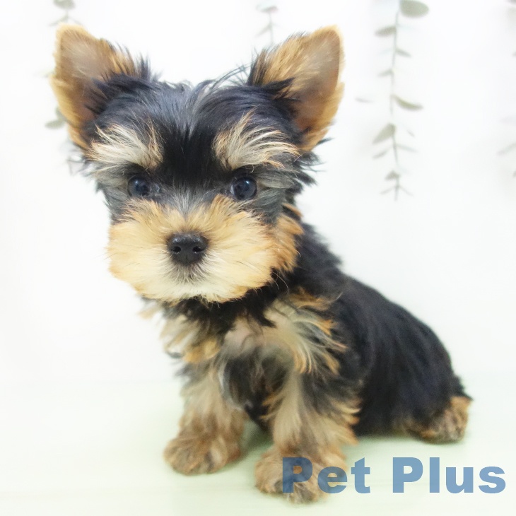 埼玉県のヨークシャーテリア (ペットプラス コクーンシティ店/2025年10月2日生まれ/男の子/スチールブルータン)の子犬の2枚目の画像