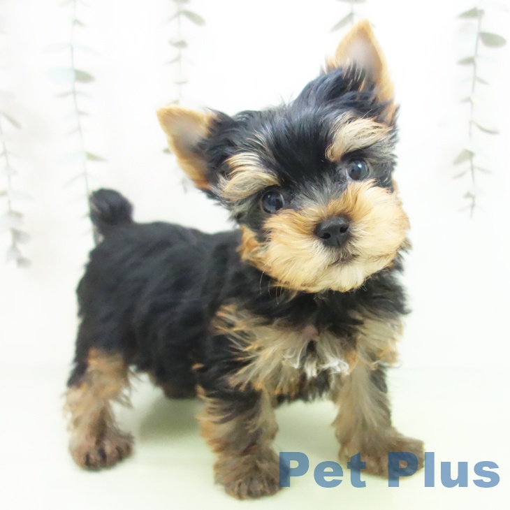 山形県のヨークシャーテリア (ペットプラス 天童店/2025年10月2日生まれ/男の子/スチールブルータン)の子犬