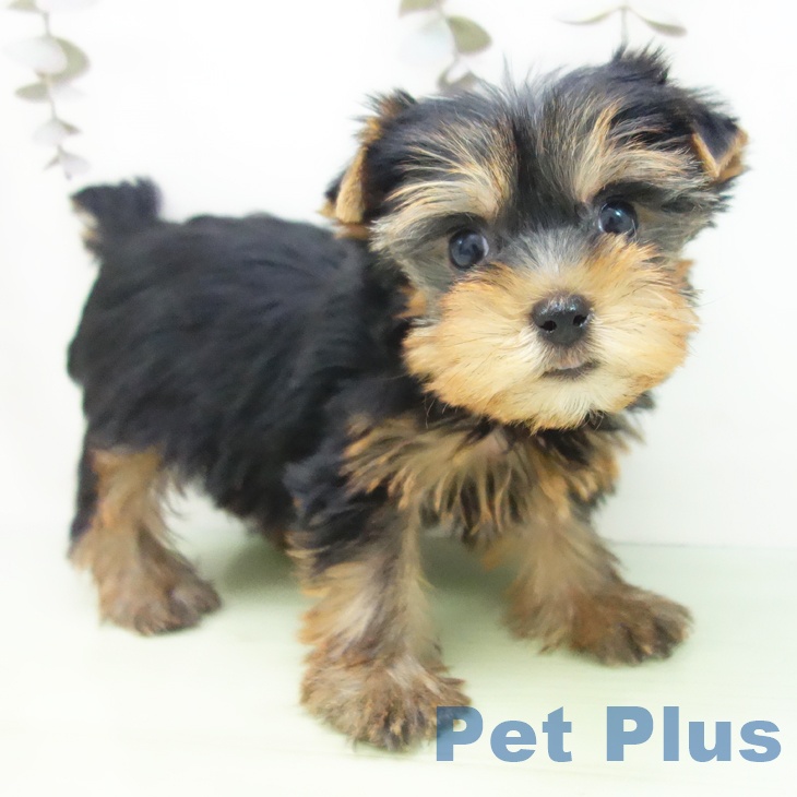 ヨークシャー・テリア