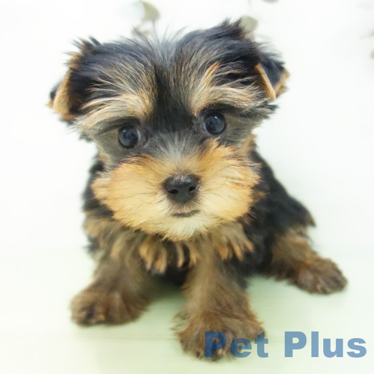 ヨークシャー・テリアの写真2