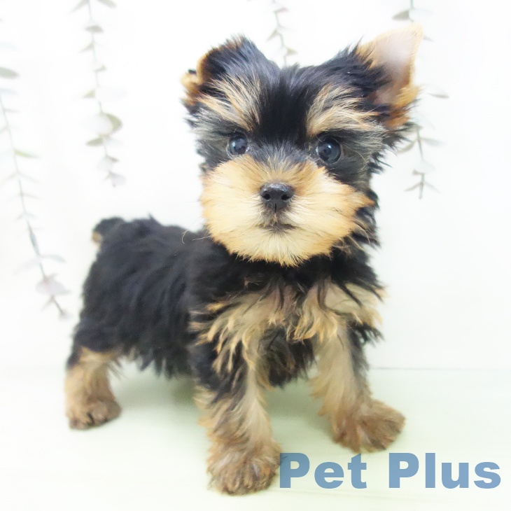 ヨークシャー・テリア