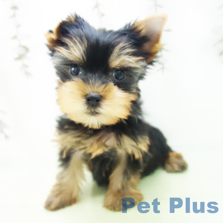 ヨークシャー・テリアの写真2