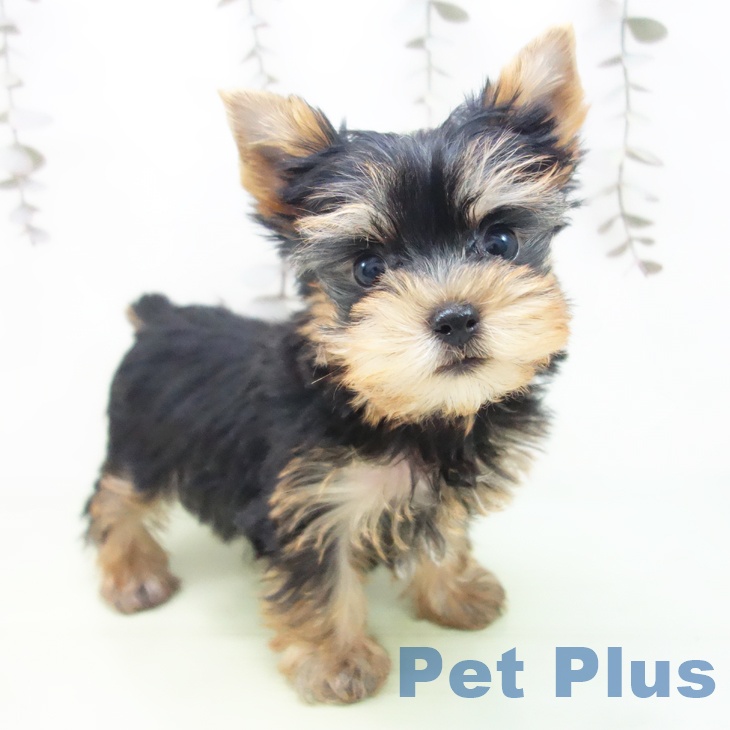 ヨークシャー・テリア