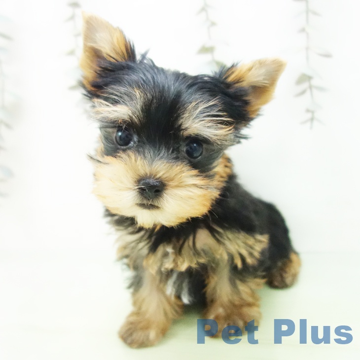 ヨークシャー・テリアの写真2