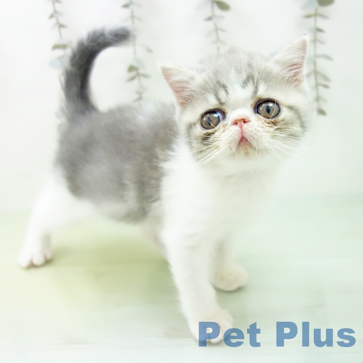 大阪府のエキゾチック (ペットプラス りんくう泉南店/2025年9月27日生まれ/男の子/ブルータビーホワイト)の子猫の1枚目の画像