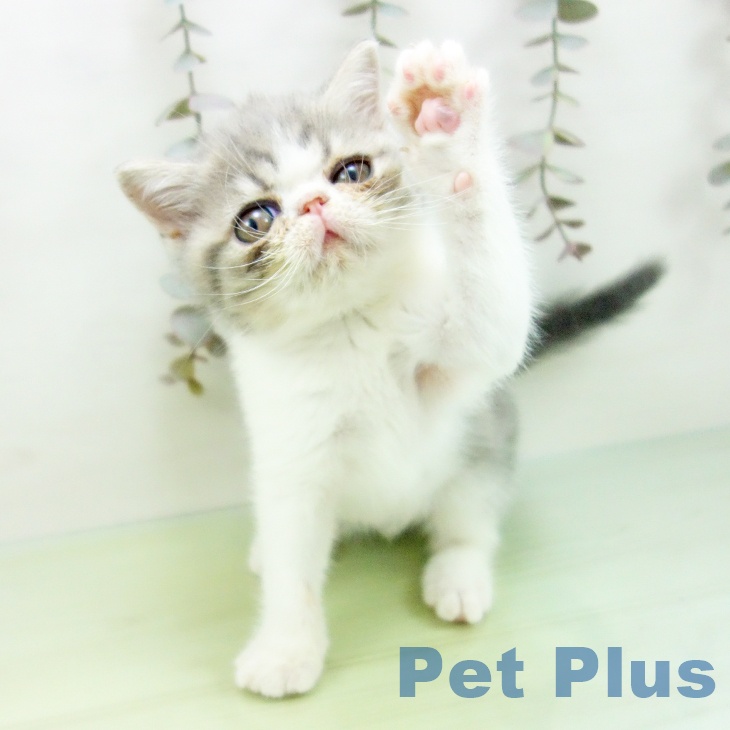 大阪府のエキゾチック (ペットプラス りんくう泉南店/2025年9月27日生まれ/男の子/ブルータビーホワイト)の子猫の2枚目の画像