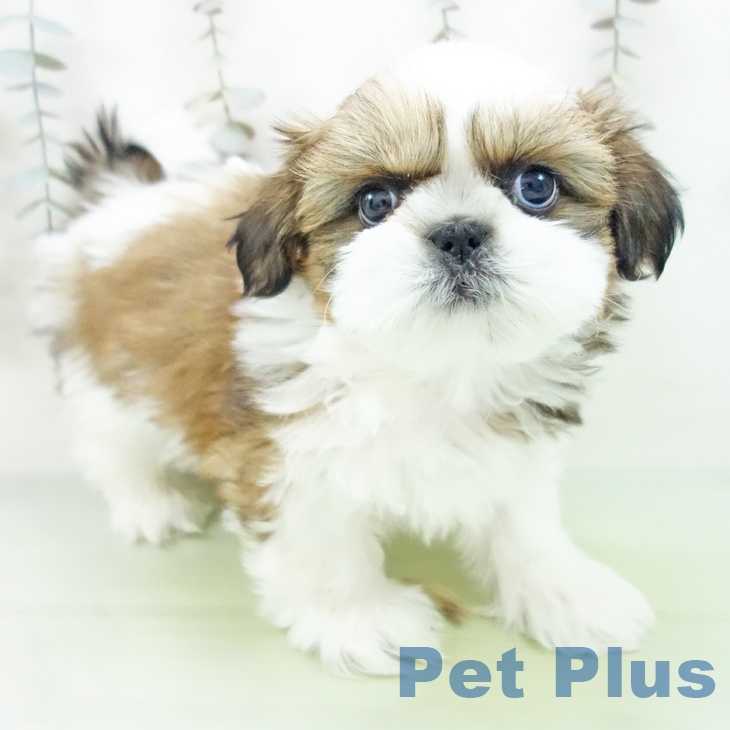 千葉県のシーズー (ペットプラス 幕張新都心店/2025年10月3日生まれ/男の子/ゴールドホワイト)の子犬の1枚目の画像