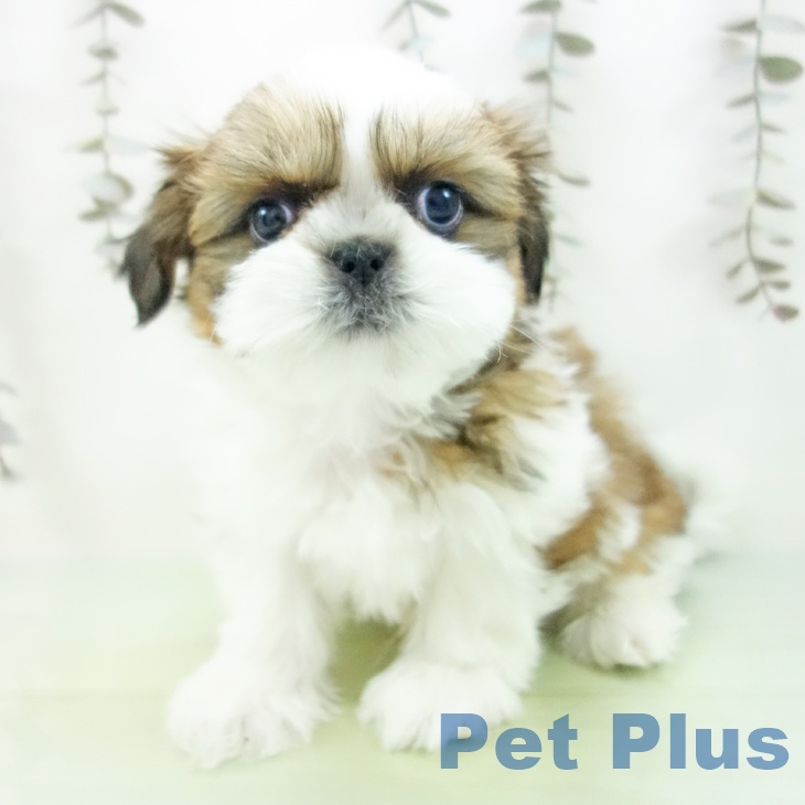 千葉県のシーズー (ペットプラス 幕張新都心店/2025年10月3日生まれ/男の子/ゴールドホワイト)の子犬の2枚目の画像