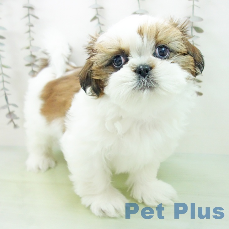 シー・ズーの写真2